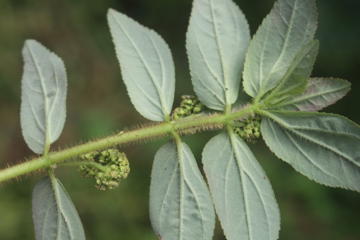 Euphorbia hirta L.